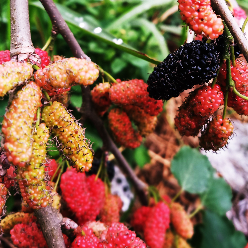 Dwarf Mulberry Trees Live Plants, Sweet Mulberry Fruit Trees for ...
