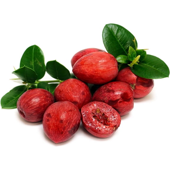 Dwarf Natal Plum Tree - Carissa Macrocarpa - 6" Pot