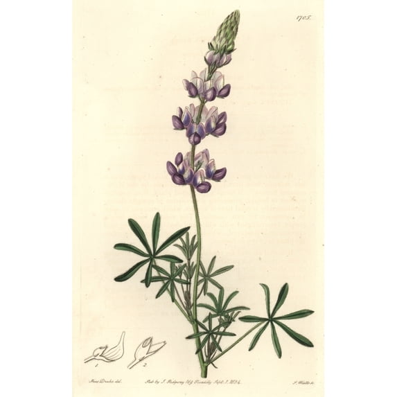 Dwarf Or Sky Lupine, Lupinus Nanus Poster Print By ® Florilegius Mary Evans (18 X 24)