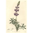 thumbnail image 1 of Dwarf Or Sky Lupine, Lupinus Nanus Poster Print By ® Florilegius Mary Evans (24 X 36), 1 of 3