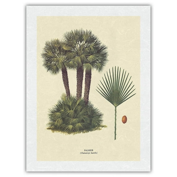 Dwarf Palm Tree - Palmier (Chamaerops Humilis) - Vintage Botanical Illustration by Ferry c.1967 - Japanese Unryu Rice Paper Art Print 24 x 32 in