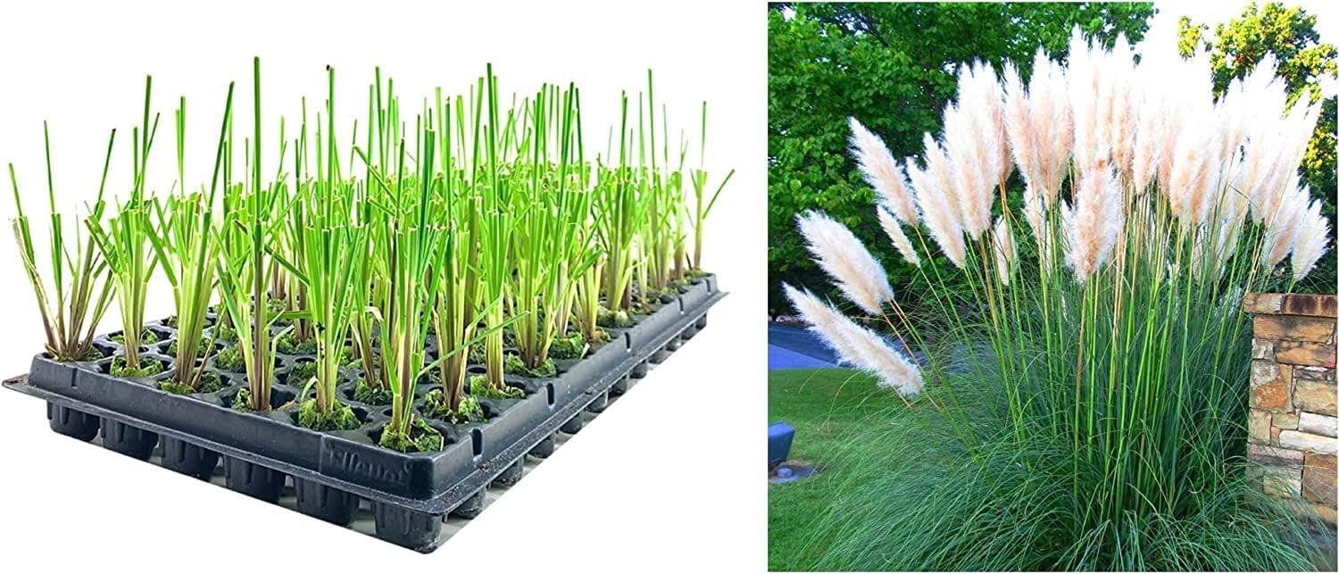 Dwarf Pampas Grass  3 Live Plants  Cortaderia Selloana Pumila  Compact Low Maintenance Drought Tolerant Ornamental Grass