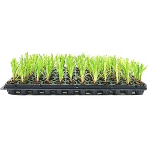 Dwarf Papyrus Plant 3 Live Plants Cyperus Shade & Wet Tolerant Aquatic Foliage