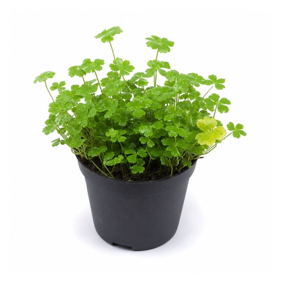 Dwarf PennyWort Japan (Hydrocotyle Tripartita) Size: In 2 Inch Pot Live Aquarium Plants BUY 2 GET 1 FREE