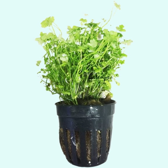 Dwarf PennyWort Japan (Hydrocotyle Tripartita) Size: In 2 Inch Pot Live Aquarium Plants BUY 2 GET 1 FREE