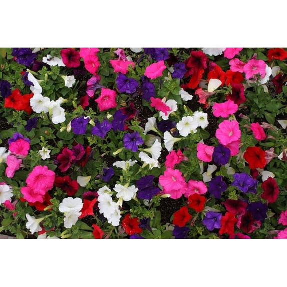 Dwarf Petunia Flower Seed Mix/Perennial/Full Sun/ 50K Seeds 1/4 oz/ Zellajake Farm and Garden- B229