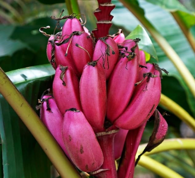 Dwarf Pink Banana Tree Seeds for Planting (5 Seeds) Musa Velutina