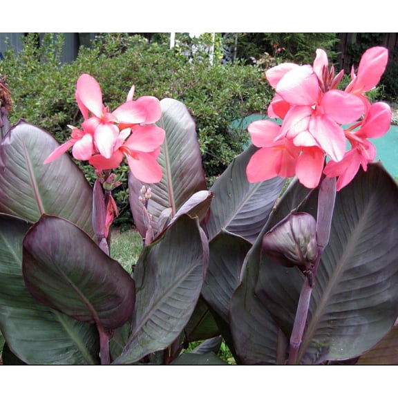 Dwarf Pink Futurity Canna Rhizome - 2/3 eyes - Burgundy Leaves