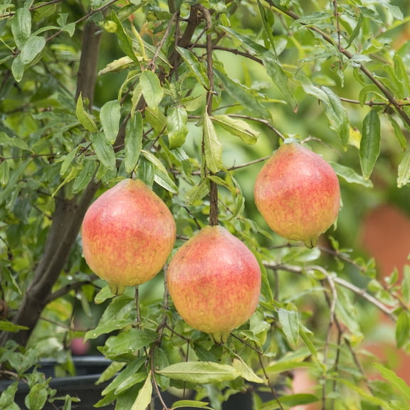 Dwarf Pomegranate Fruit Bearing Starter Fruit Tree, Grown in a 4 inch Pot, 1 plant per offer