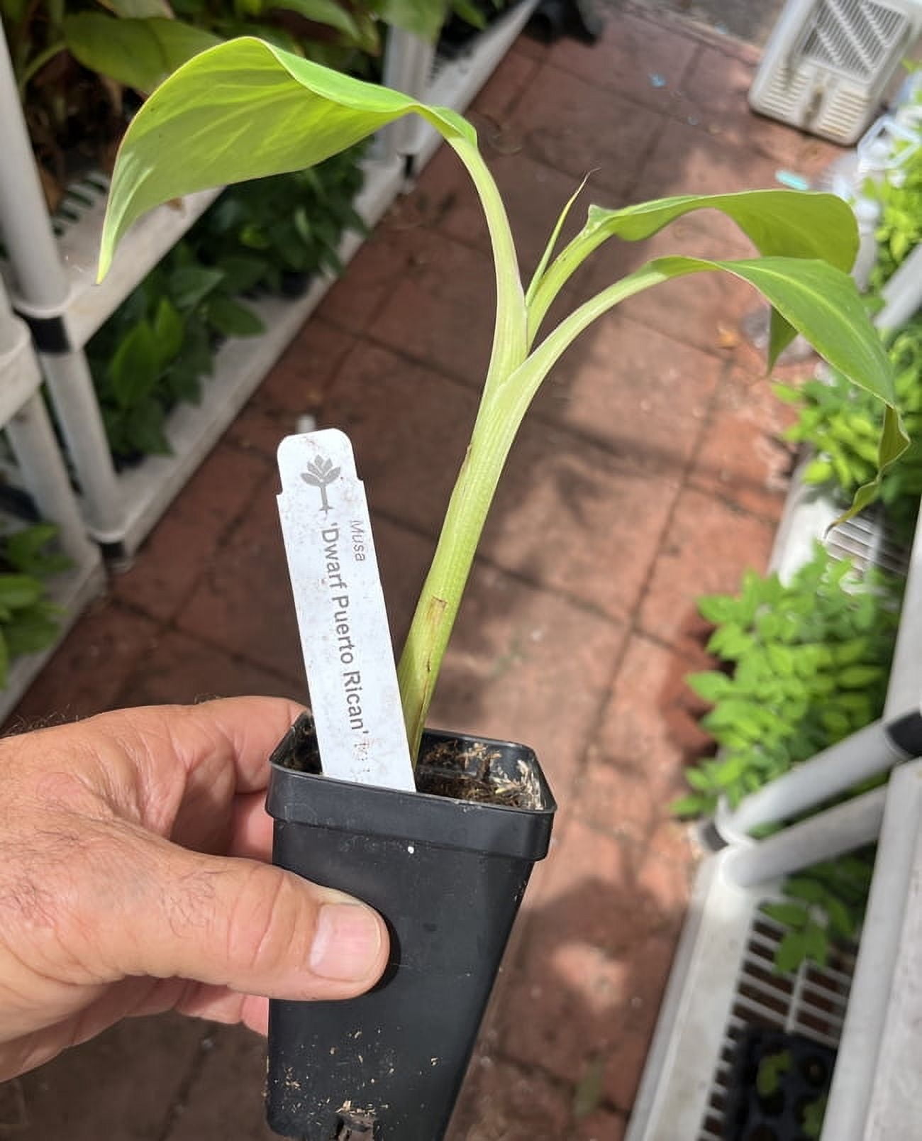 Dwarf Puerto Rican Plantain - Live Plant - Cooking Plantain