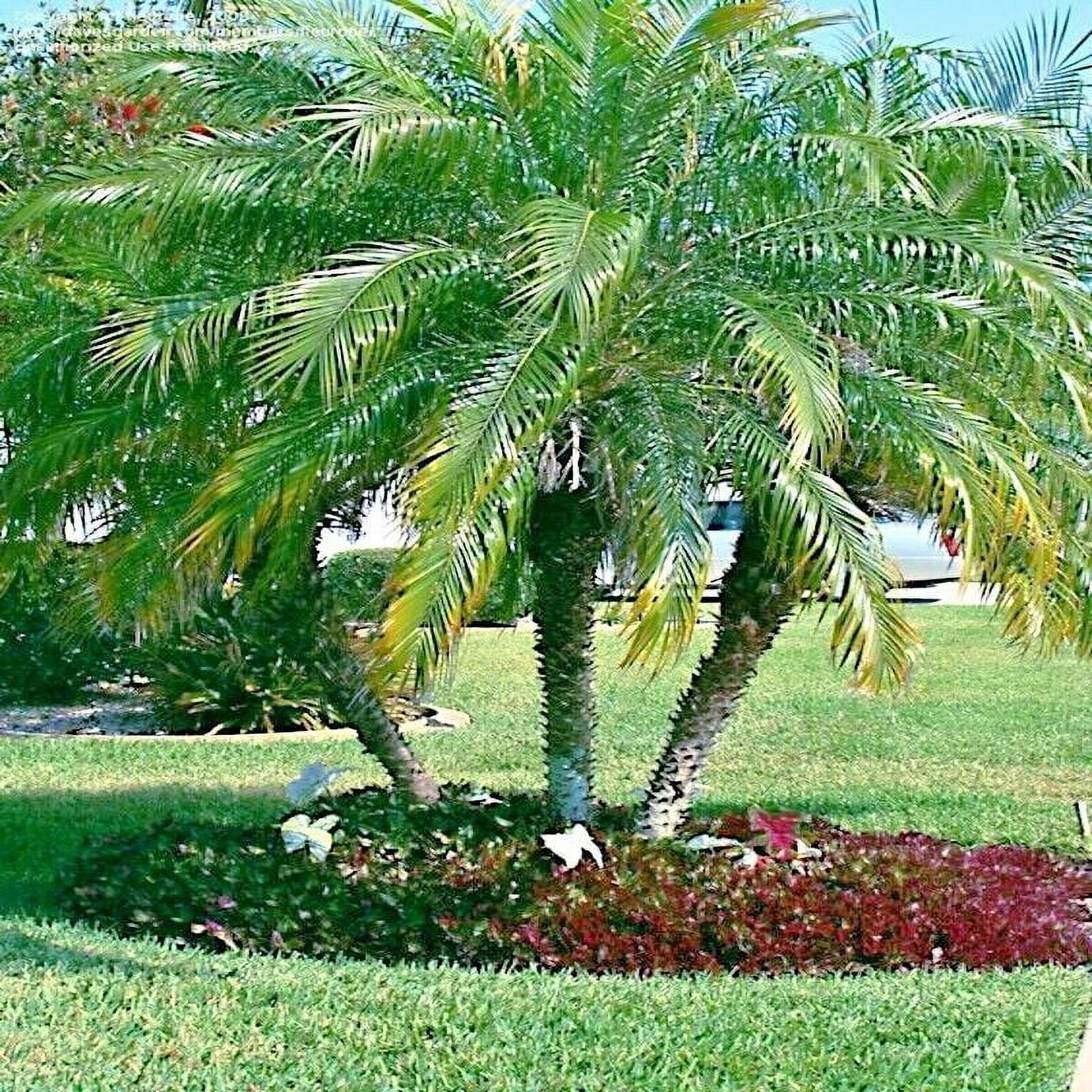 Dwarf pygmy date palm tree seeds phoenix roebelinii great indoor