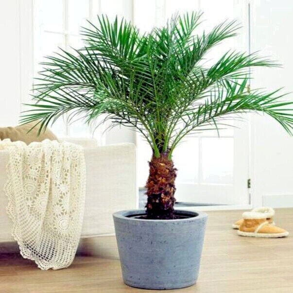 Dwarf pygmy date palm tree seeds phoenix roebelinii great indoor
