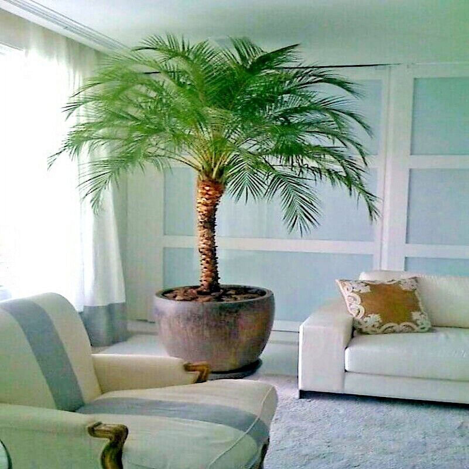 Dwarf pygmy date palm tree seeds phoenix roebelinii great indoor