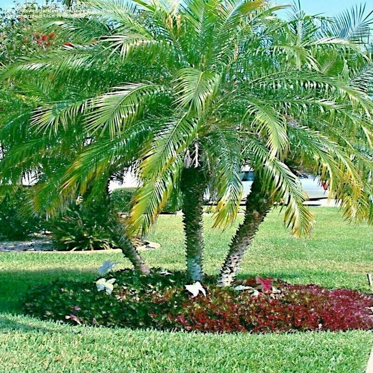 Pygmy sale date palm