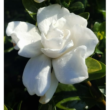 Dwarf Radicans Gardenia (2.5 Quart) White Flowering Bush Live Plant