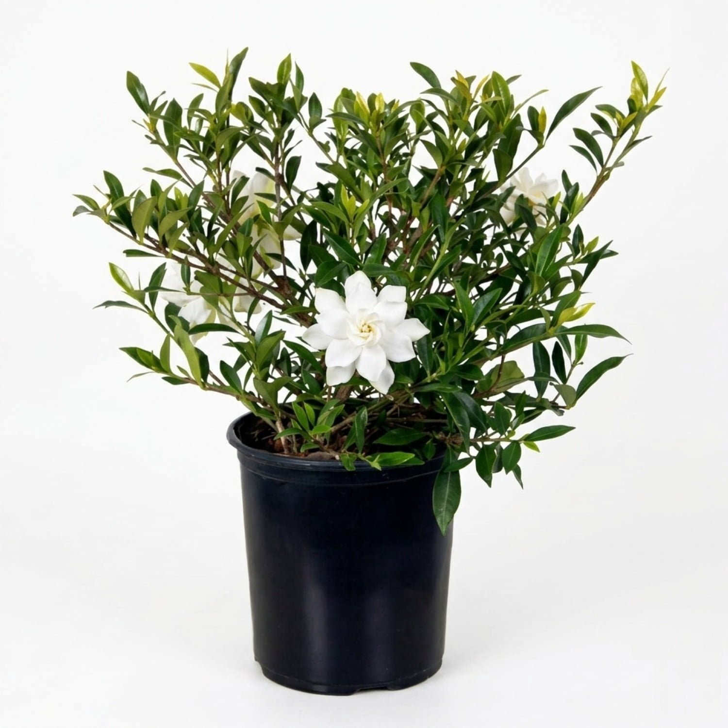Expert Gardener Radicans Gardenia Live Shrub, 2.5 qt Grower Pot, White Blooms
