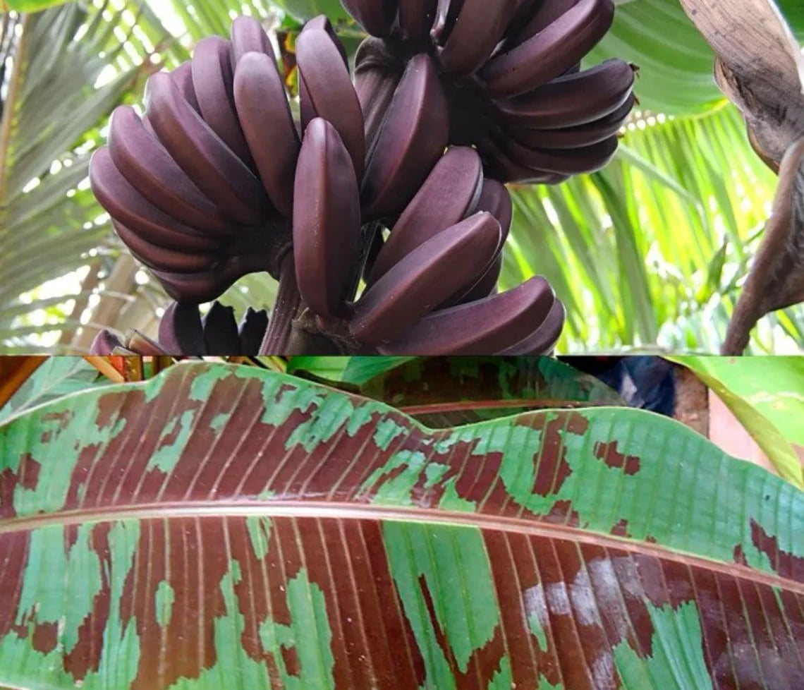 Dwarf Red Banana - Edible Red Banana