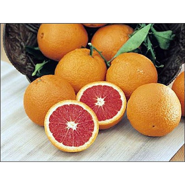 Dwarf Red Navel Orange Tree 8" Pot NO SHIPPING TO TX, FL, AZ, CA