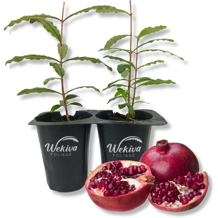 Sirenevyi Pomegranate Tree - 2 Live Tissue Culture Starter Plants - Edible Fruit Bearing Tree for The Patio and Garden