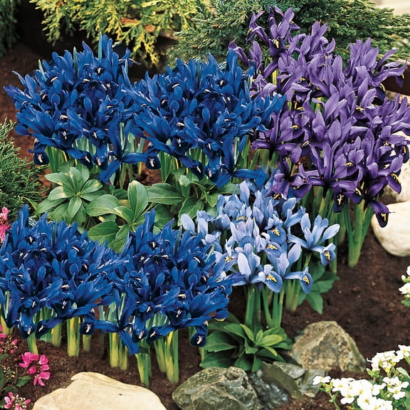 Dwarf Reticulata Iris Spring Flowering Dormant Bulb Mixture (25-Pack)
