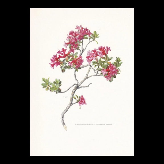 Dwarf Rhododendron Botanical Print, Unframed Paper Poster 8x10in
