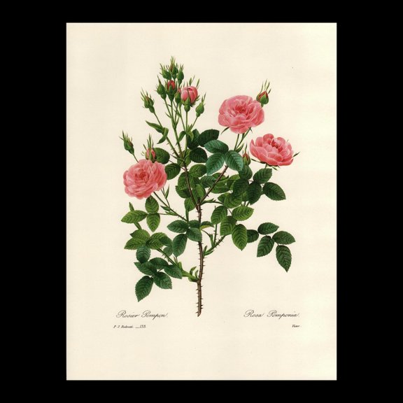 Dwarf Rose Redoute Botanical Print, Unframed Paper Poster 8x10in