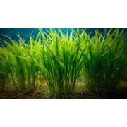Dwarf Sagittaria Broadleaf Live Aquarium Plants | 3 Pack Small 3-5 Inches Bare Root