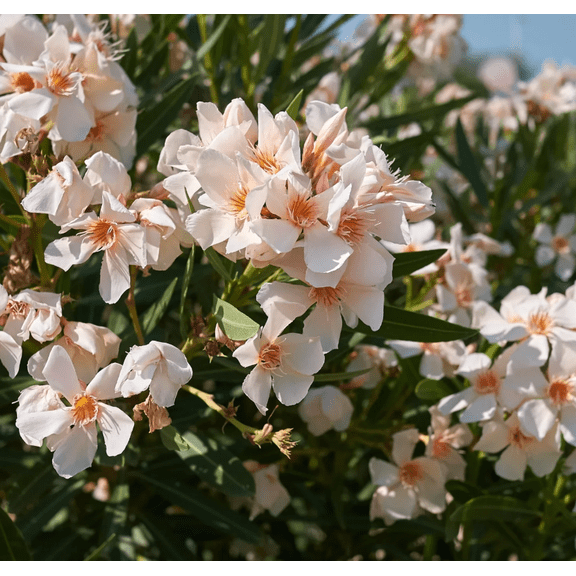 Dwarf Salmon Oleander Live Plant 57 Inches Tall, Flowering Ornamental Shrub for Outdoor Garden & Landscape