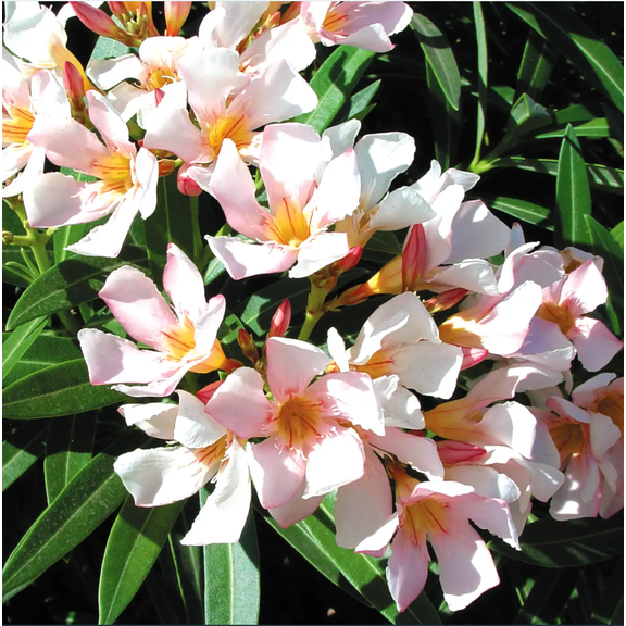 Dwarf Salmon Oleander Plant Live for Planting, Live Oleander Flower Plants, Tropical Plant Live Shrub Garden, 4-6 Inch Tall, No Pot
