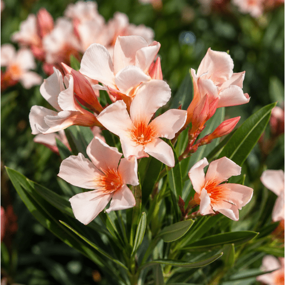 Dwarf Salmon Oleander Starter Live Plant 4-6 Inch Tall, Salmon Blooming Shrub Plant for Landscape and Containers