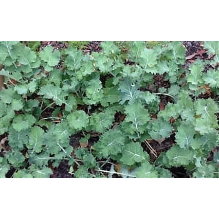 Dwarf Siberian Improved Kale Seed - 20 Lbs.