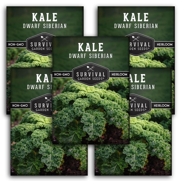 Dwarf Siberian Kale Seeds - 5 pack - Non-GMO Heirloom Full Sun Biennial Vegetable