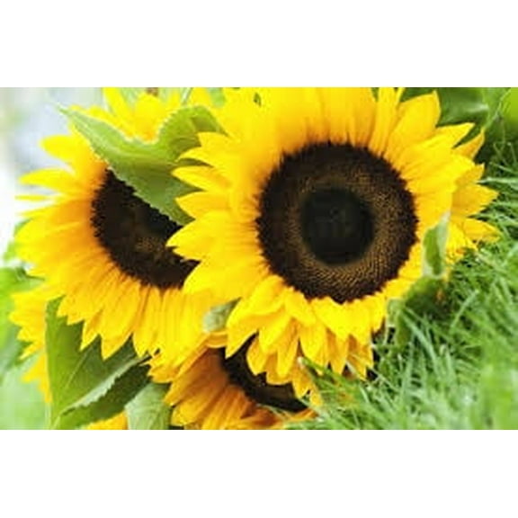 Dwarf Sunspot Sunflower Seeds - 100+ Count Seed Pack - Non-GMO - A Shorter Sunflower Variety That Produces Enormous Blooms. - Country Creek LLC