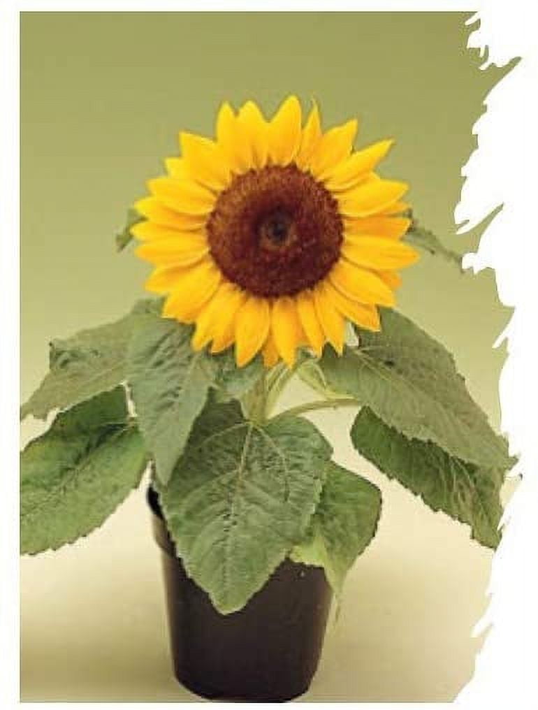 sunflower 2本 Dwarf-Sunspot-Sunflower-Seeds-