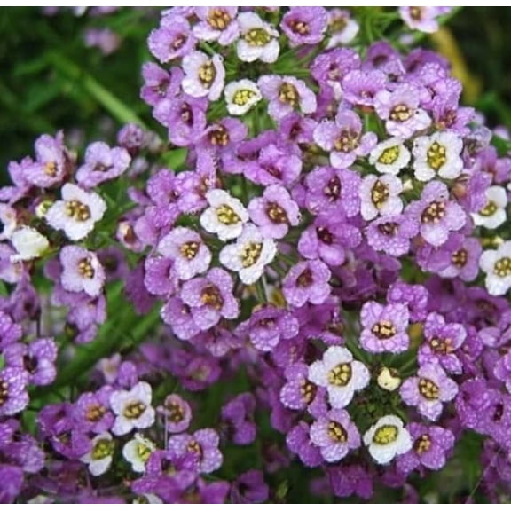 Dwarf Sweet Alyssum Seeds. Royal Carpet (100 Seeds) - Perennial Ground Cover Plant