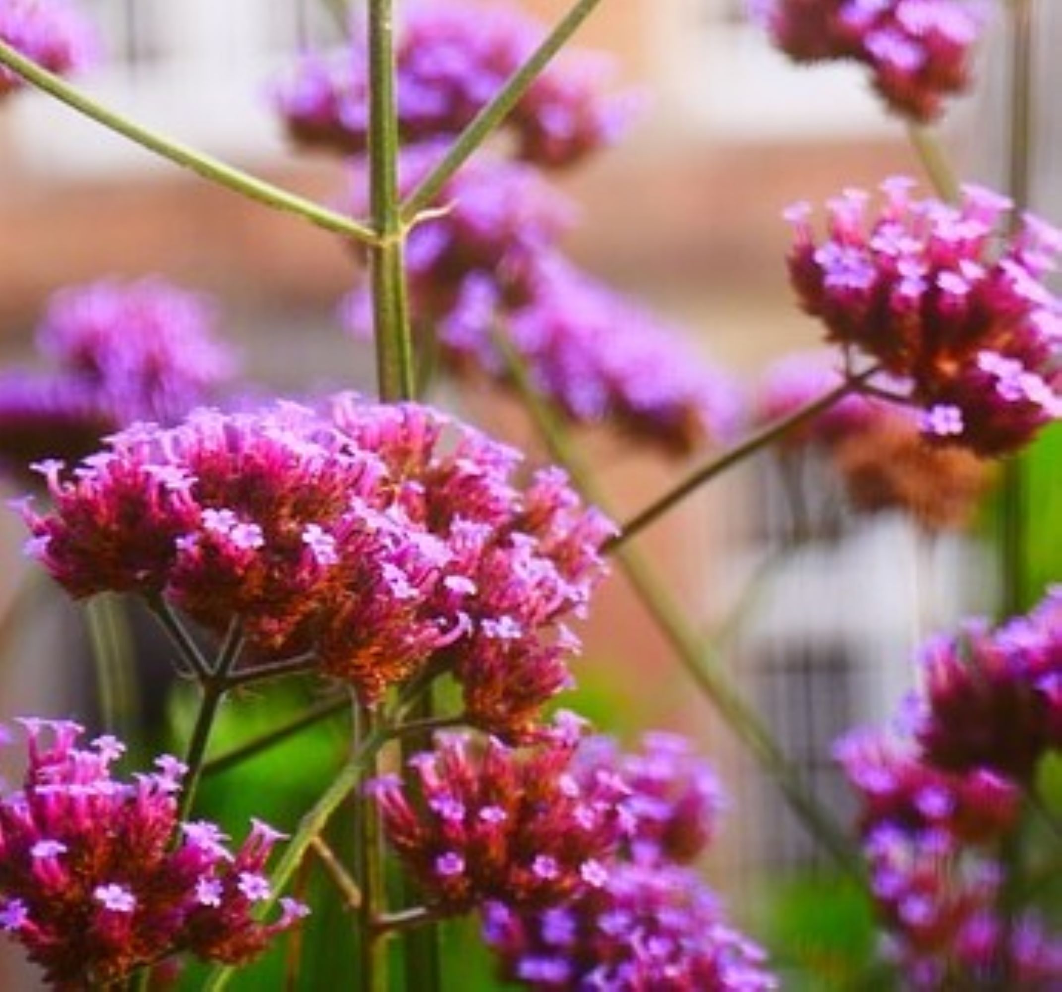 Dwarf Sweet Pink Alyssum Flower/ Annual/ Full Sun/4400 Seeds 2 Grams