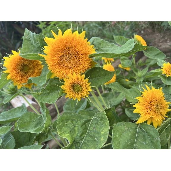 Dwarf Teddy Bear Sunflower Seed 20 Count Pack