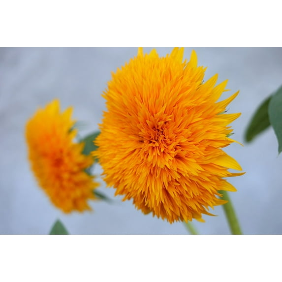 Dwarf Teddy Bear Sunflower Seeds/ Annual/ Full Sun/ 9K Seeds 1/4lb/ Zellajake Farm and Garden - B69