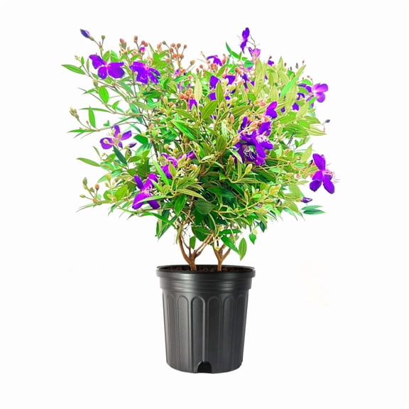 Dwarf Tibouchina Plant Live for Planting, Purple Tibouchina Fragrant Tibouchina Bush for Planting Indoor Outdoor, 4-7 Inch Tall, 4 Inch Pot