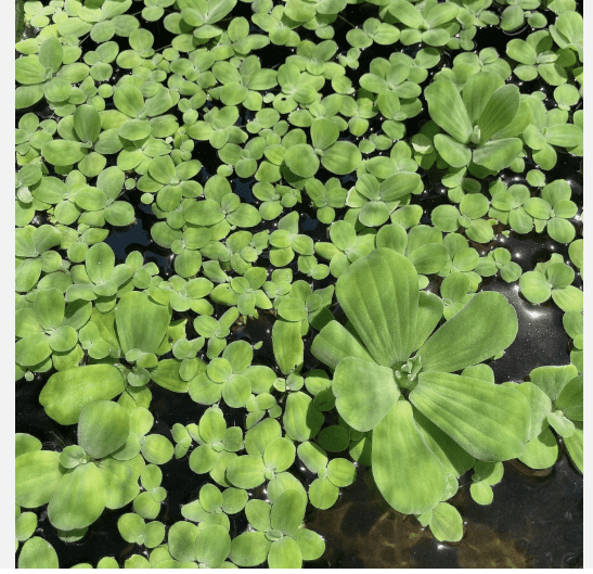 Dwarf Water Lettuce Live Floating Aquarium Plant, Natural Freshwater Aquatic Plant