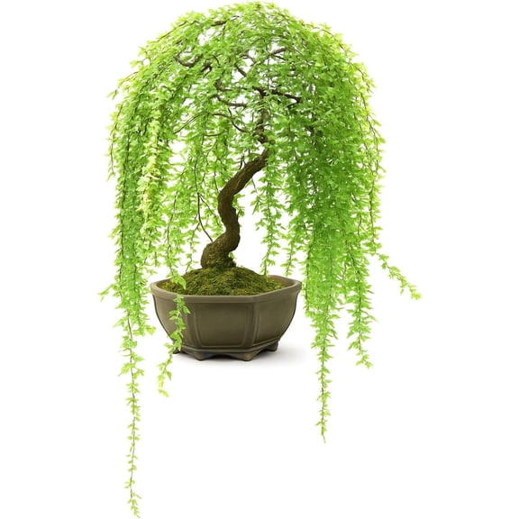 Dwarf Weeping Willow Bonsai Tree Cutting  Live Weeping Willow Cutting for Growing Your Own Cascading Willow Bonsai Tree  Fast-Growing, Hardy, Easy to Grow