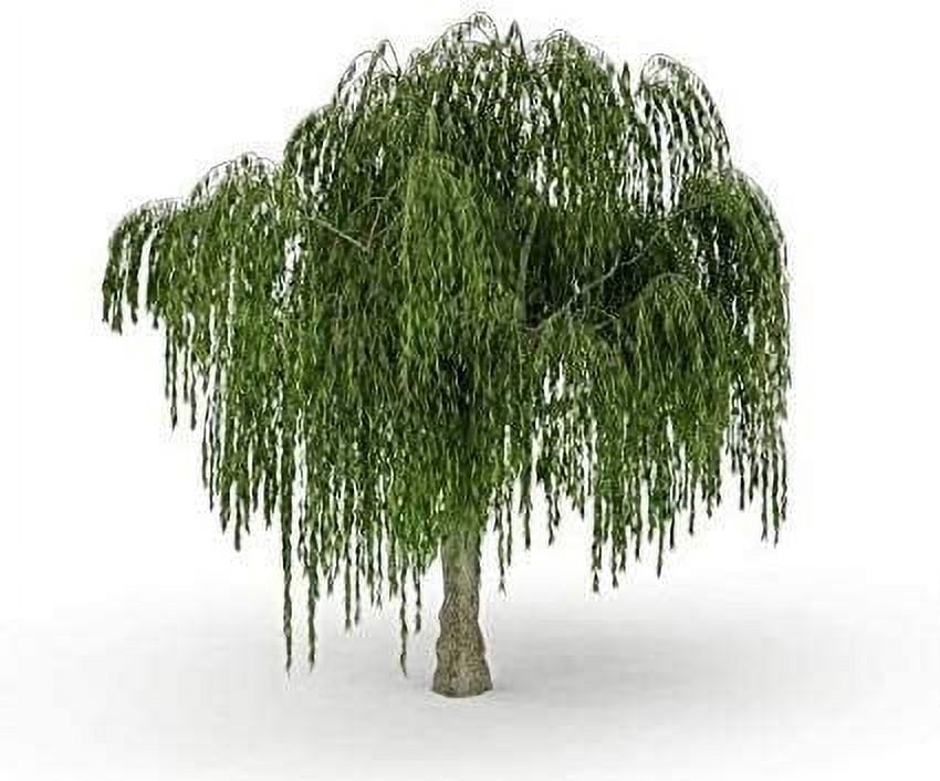 Dwarf Weeping Willow Tree Cutting - Weeping Willow - Unique and Small Indoor/Outdoor Tree Shrub Plant - Excellent Bonsai Tree - Ships Bare Root, No Pot or Soil