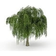 thumbnail image 1 of Dwarf Weeping Willow Tree Cutting -  Weeping Willow - Unique and Small Indoor/Outdoor Tree Shrub Plant - Excellent Bonsai Tree - Ships Bare Root, No Pot or Soil, 1 of 2