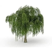 Dwarf Weeping Willow Tree Cutting - Weeping Willow - Unique and Small Indoor/Outdoor Tree Shrub Plant - Excellent Bonsai Tree - Ships Bare Root, No Pot or Soil