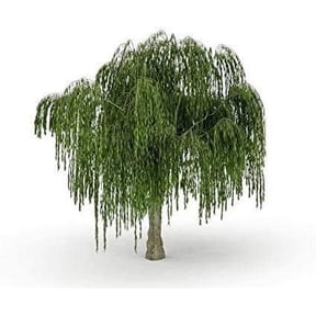 Dwarf Weeping Willow Tree Cutting - Weeping Willow - Unique and Small Indoor/Outdoor Tree Shrub Plant - Excellent Bonsai Tree - Ships Bare Root, No Pot or Soil