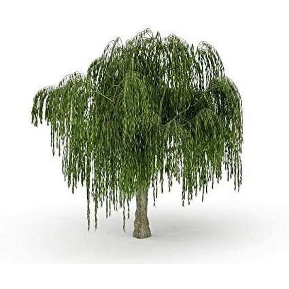 Dwarf Weeping Willow Tree Cutting - Weeping Willow - Unique and Small Indoor/Outdoor Tree Shrub Plant - Excellent Bonsai Tree - Ships Bare Root, No Pot or Soil
