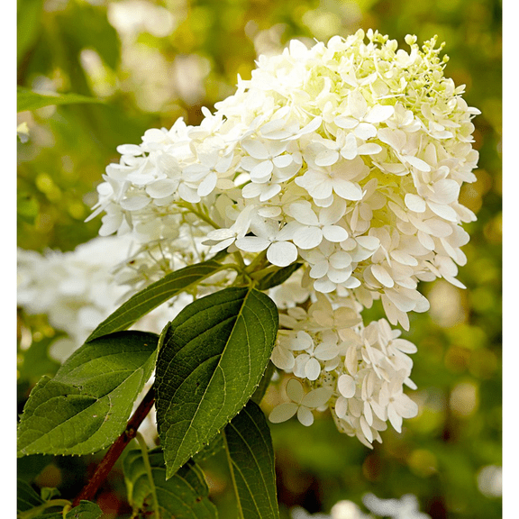 Dwarf White Hydrangea Full Sun Tolerant, Compact White Blooms, Hardy Flowering Shrub, Zones 38