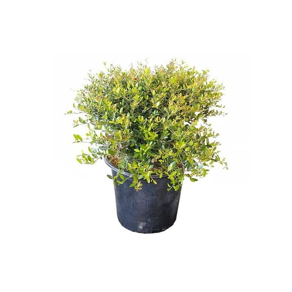 Dwarf Yaupon Holly 2 Live Gallon Size Plants Ilex Schilling Stokes Vomitoria Evergreen Drought Tolerant Low Maintenance Hedge Shrub