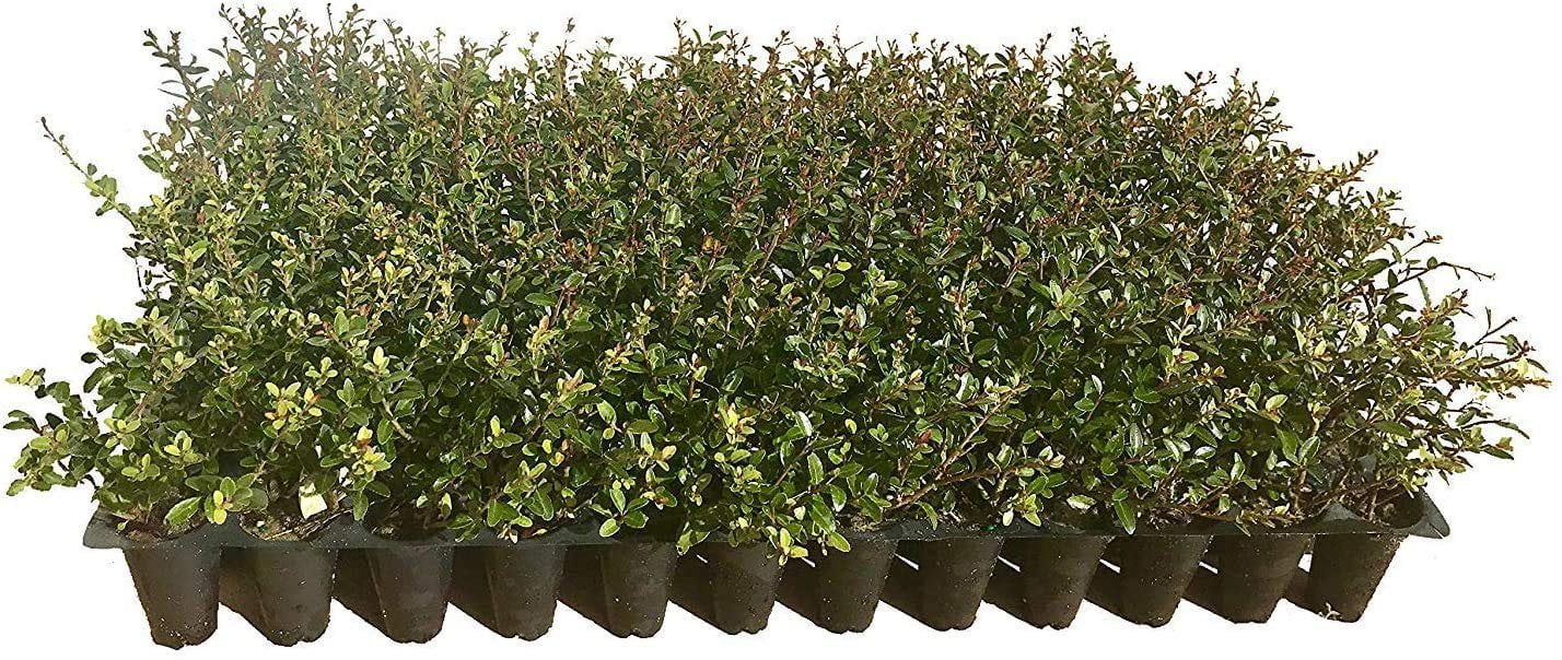 Dwarf Yaupon Holly  Ilex Schilling Stokes Vomitoria  3 Live Plants  Drought Tolerant Low Maintenance Evergreen Hedge