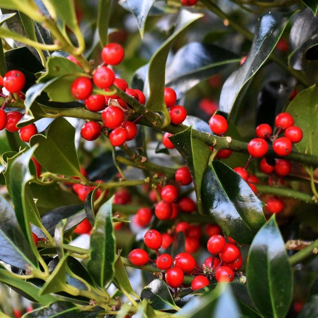 Dwarf Yaupon Holly Shrub Native Caffeinated Tea Ilex Live Plant